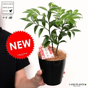 yziMF 4 vX`bN F iRRt@Co[j iM̖ iMmL  FOR _  A c c v 4 12cm ϗtA A   Ȃ  ubN  t