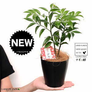 yziM̖ vX`bN 4 FiRRt@Co[j  iM iMmL  FOR _  A c c v 4 12cm ϗtA A   Ȃ  ubN  t 