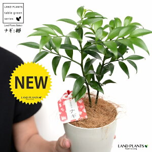 yziMF 4 vX`bN F iRRt@Co[j iM̖ iMmL  FOR _  A c c v 4 12cm ϗtA A   Ȃ  zCg  t