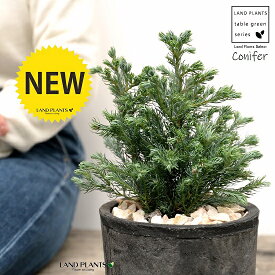 楽天市場 コニファー ボールバードの通販