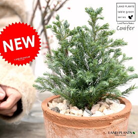 楽天市場 コニファー ボールバードの通販