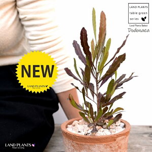 ygtz hhiGA F X|bg V_[^ 픫iVRӐ΁jvvA I[XgAvc I[W[vc jt A  f eRb^  uE  ی` 