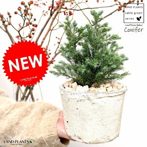 コニファー(ボールバード) 白色 モスポット シリンダー型 陶器鉢(天然砕石) ブルーバード ヒノキ クリスマスツリー シンボルツリー コニファ 針葉樹 鉢植え 鉢 素焼 テラコッタ 白 ホワ