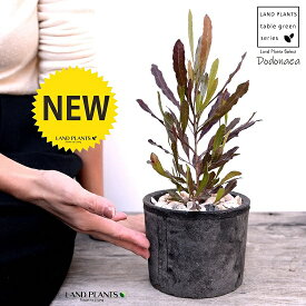 楽天市場 紅葉 観葉植物 花 観葉植物 花 ガーデン Diyの通販