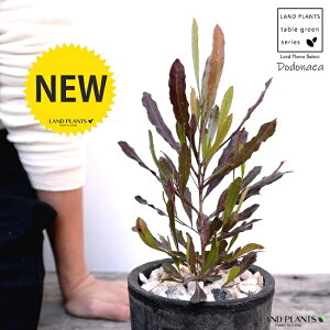 ygtz hhiGA F X|bg V_[^ 픫iVRӐ΁jvvA I[XgAvc I[W[vc jt A  f eRb^  ubN  ی` 