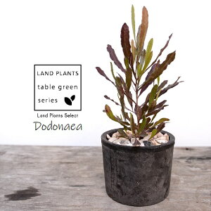 ygtz hhiGAip[vAj F X|bg V_[^ 픫iVRӐ΁jvvA I[XgAvc I[W[vc jt A  f eRb^  u