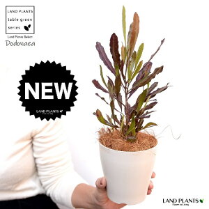 植木 盆栽 ドドナエアの人気商品 通販 価格比較 価格 Com