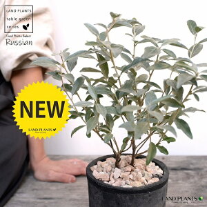 観葉植物 砂の人気商品 通販 価格比較 価格 Com 観葉植物 砂の人気商品 通販 価格比較 価格 Com