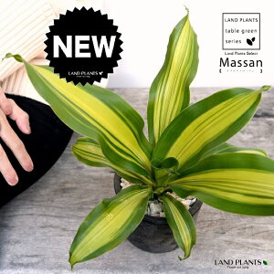 hZi }bTiȂj F X|bg V_[^ 픫iVRӐ΁j }bTQAi K̖ V}Zl{N hZi}bT A  f eRb^  ubN  