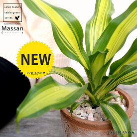 楽天市場 珍しい 観葉植物 種類 植物 ドラセナ 幸福の木 観葉植物 花 観葉植物 花 ガーデン Diyの通販