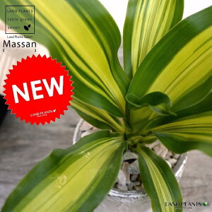 ドラセナ マッサン(幹なし) 白色 モスポット シリンダー型 陶器鉢(天然砕石) マッサンゲアナ 幸福の木 シマセンネンボク鉢植え 鉢 素焼 テラコッタ 白 ホワイト 丸 丸形 観葉植物 植物