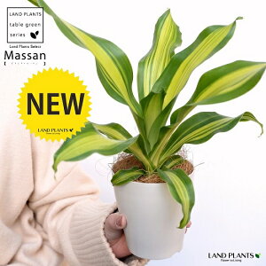 観葉植物 ドラセナ マッサンゲアナの人気商品 通販 価格比較 価格 Com