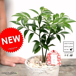 :iMiт̖؁j F X|bg V_[^ 픫iVRӐ΁j iM̖  FOR _ A  f eRb^  zCg ݃J[  ی`  ĕJ[