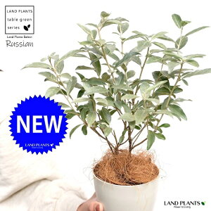 yz VAI[uiR`j 4 F vX`bN c c O~̖ zCg 񂹐A@|Cg@ϗtA