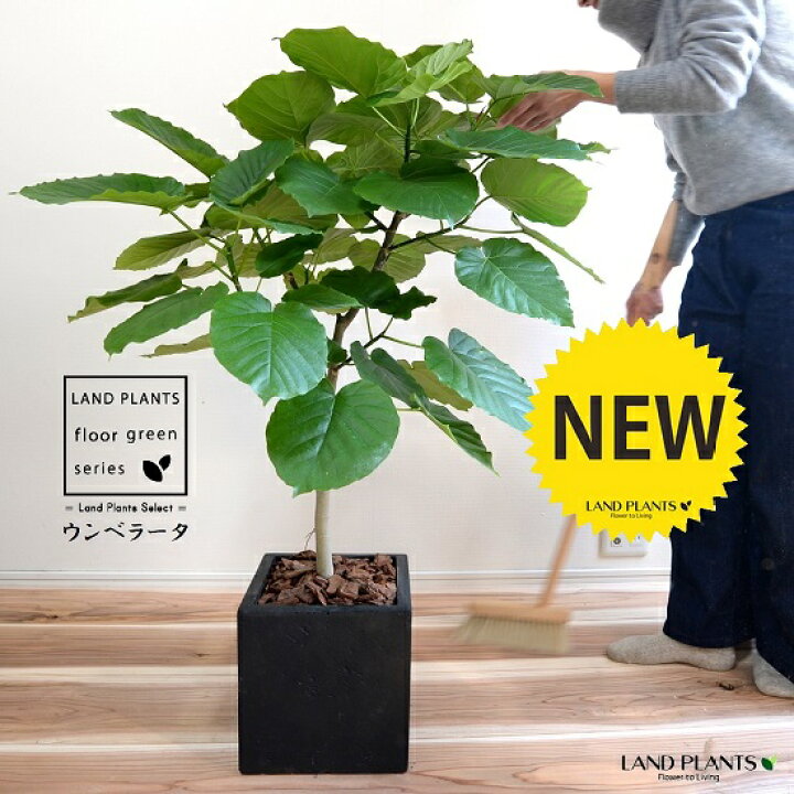 1122円 大注目 観葉植物 フィカス ウンベラータ ゴム スクエア陶器鉢植え