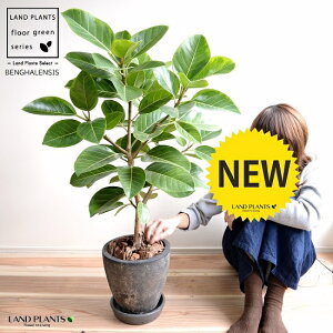 AeV[} iR`j F GbO^ Eh 픫iMtjio[N`bvj AeV[}S oGK[^  A   ^  S S̖ t͗l  u