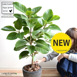 アルテシーマ (自然樹形) ブラック エッグ型 ラウンド 陶器鉢(受皿付き)(バークチップ) アルテシーマゴム バリエガータ 斑入り 鉢植え 鉢 陶器 大型 斑入り ゴム ゴムの木 葉模様 黒