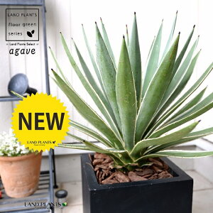 AKxinNZREj ubN t@Co[ L[u^ 픫io[N`bvj A   F p lp ^ ϗtA  AG E[c JtHjA 㗖 AKy 