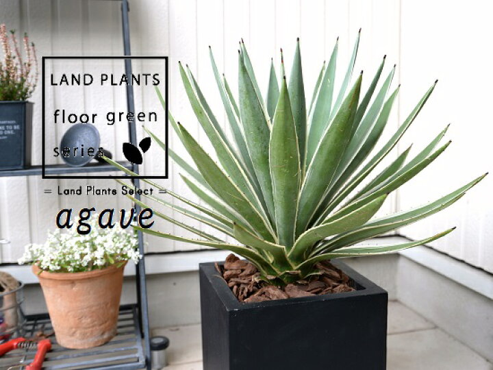 楽天市場 アガベ ハクセンコウ 黒色 ファイバー キューブ型 陶器鉢 バークチップ 鉢植え 鉢 黒 黒色 角 四角 大型 観葉植物 送料無料 アロエ リュウゼツラン カリフォルニア 竜舌蘭 アガペ アガヴェ Land Plants 楽天市場店