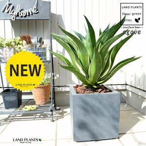観葉植物 アガベ ベネズエラの人気商品 通販 価格比較 価格 Com
