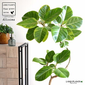 楽天市場 アフリカ 種類 植物 ゴムの木 花 観葉植物 花 ガーデン Diy の通販