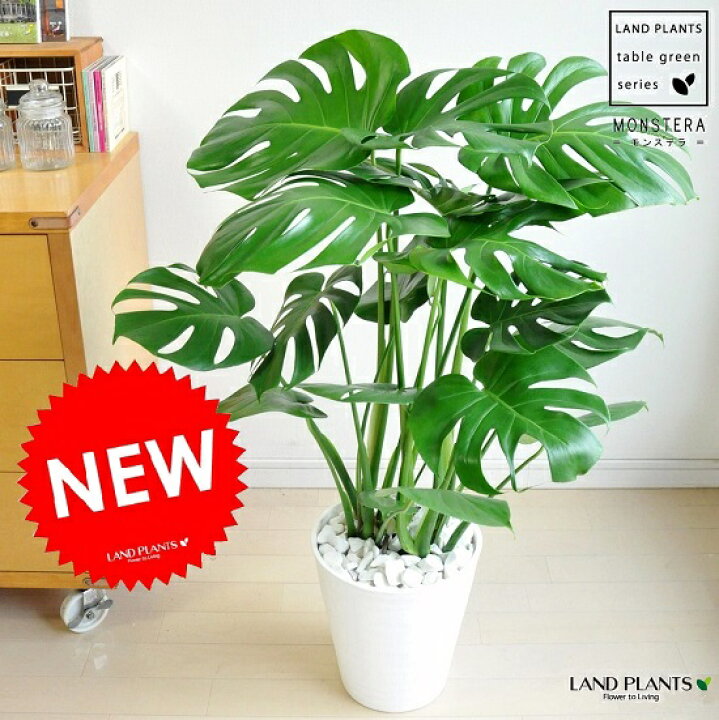 楽天市場】モンステラ 白色 セラアート鉢 8号 （天然石：白色） 鉢植え 