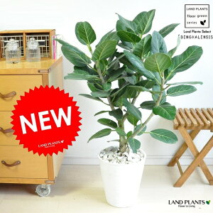 new!! フィカス・ベンガレンシス 自然樹形 白セラアート鉢に植えたベンガルゴム 美しい樹形♪ ゴム ゴムの木 割れない【楽ギフ_のし】【楽ギフ_のし宛書】【楽ギフ_メッセ】【楽ギ