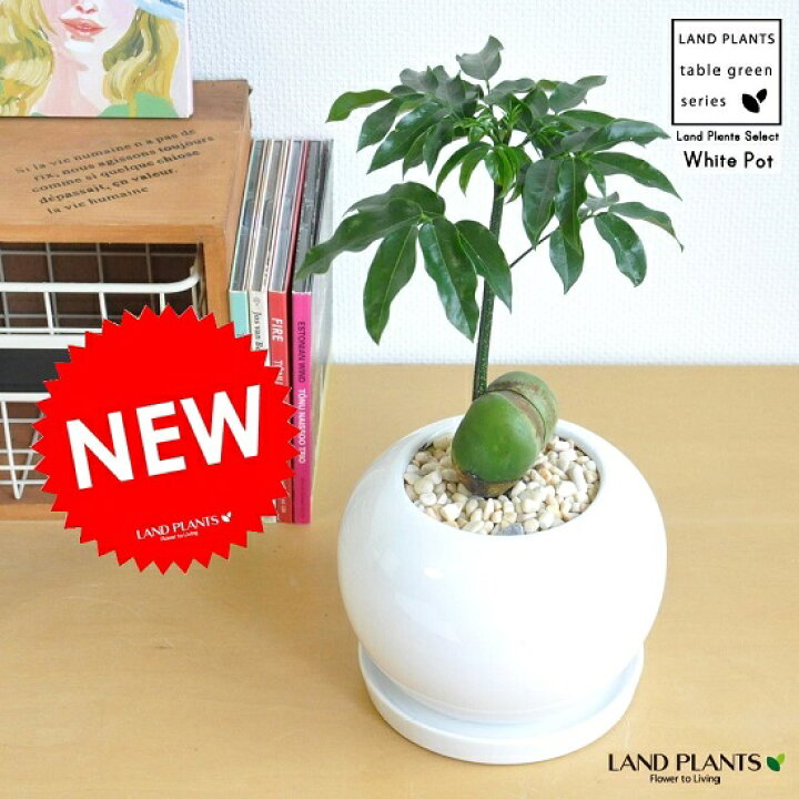楽天市場 New ジャックと豆の木 白色丸型陶器鉢に植えた オーストラリアンビーンズ 楽ギフ のし 楽ギフ のし宛書 楽ギフ メッセ 楽ギフ メッセ入力 ジャックトマメノキ 絵本 イギリスの昔話 敬老の日 ポイント消化 観葉植物 Land Plants 楽天市場店