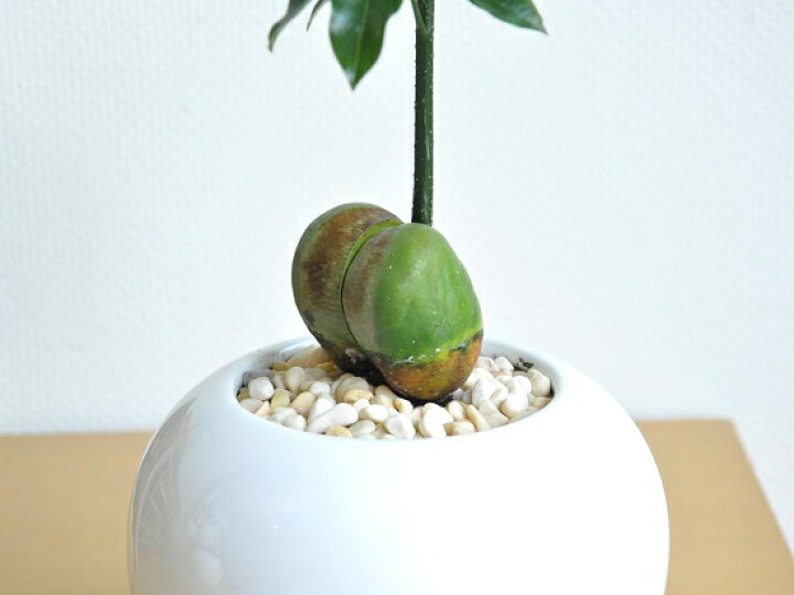 楽天市場 New ジャックと豆の木 白色丸型陶器鉢に植えた オーストラリアンビーンズ 楽ギフ のし 楽ギフ のし宛書 楽ギフ メッセ 楽ギフ メッセ入力 ジャックトマメノキ 絵本 イギリスの昔話 敬老の日 ポイント消化 観葉植物 Land Plants 楽天市場店