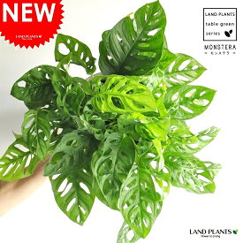 マドカズラ（卓上サイズ）7号 白色 プラスチック鉢 （ココファイバー・受け皿・育て方）モンステラ フリードリヒスターリー　観葉植物 送料無料