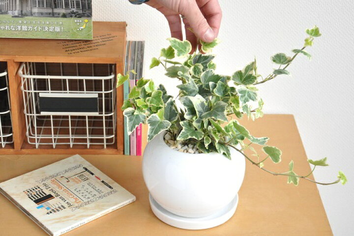 792円 百貨店 観葉植物 アイビー ヘデラ キューブ陶器鉢植え 792円 百貨店 観葉植物 アイビー ヘデラ キューブ陶器鉢植え