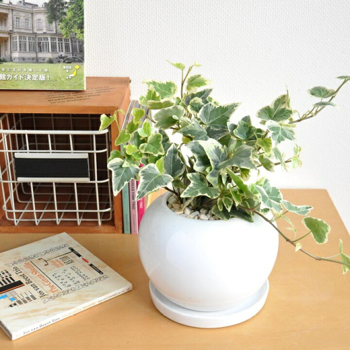 楽天市場 選べる種類 アイビー ヘデラ 白色 丸型 陶器鉢 斑入り葉 緑葉 苗 観葉植物 植物 蔓 蔦 送料無料 Land Plants 楽天市場店