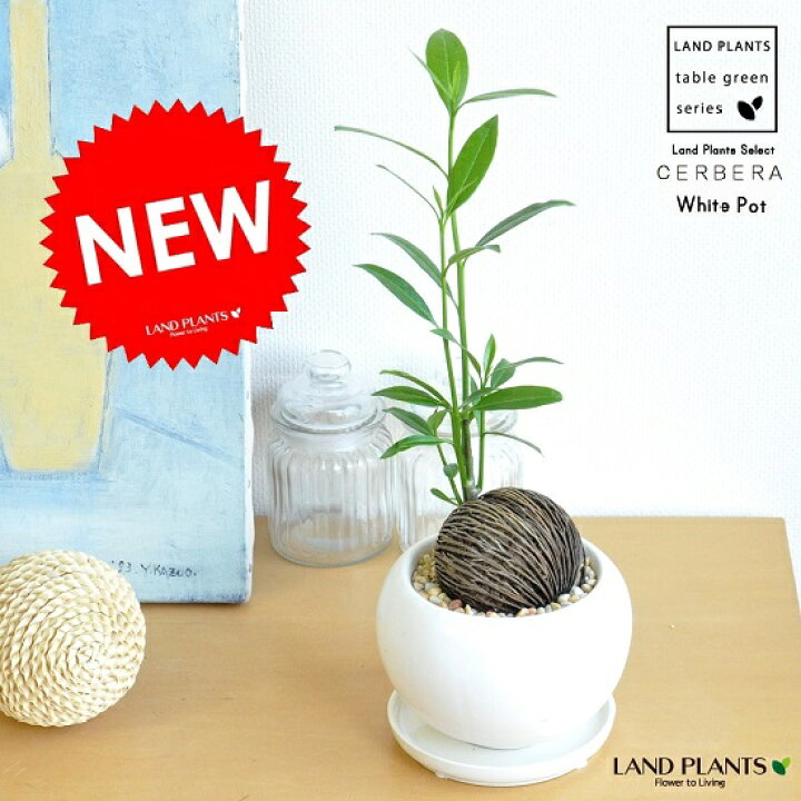 楽天市場 漂流植物 ケルベラ 白色 丸形 陶器鉢 ケレベラ 黄色小石 受皿 大きな種 Cerebera 天の恵み キョウチクトウ 観葉植物 Land Plants 楽天市場店