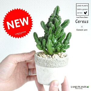 ミニ サボテン 鉢の人気商品 通販 価格比較 価格 Com