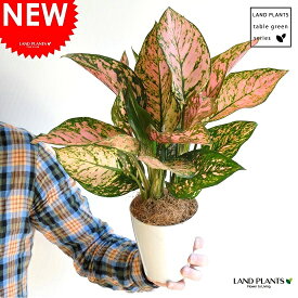 楽天市場 観葉植物 赤葉の通販