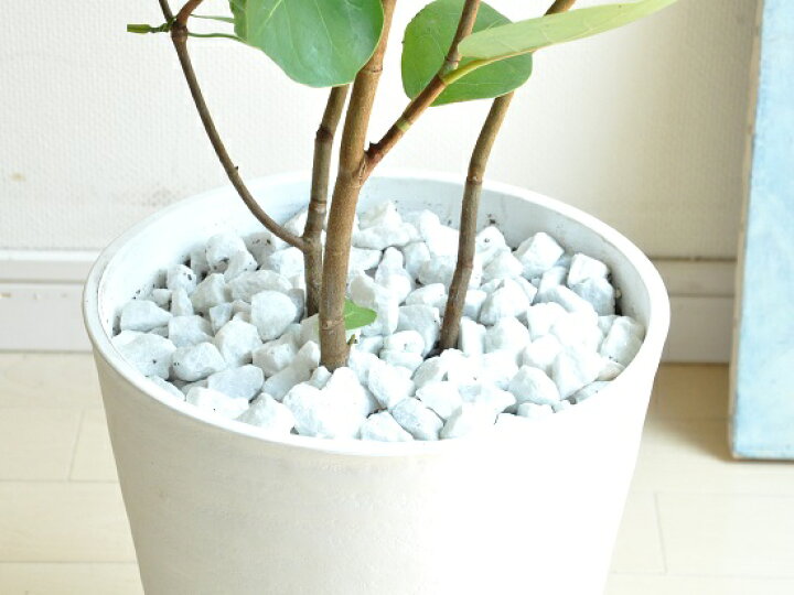 楽天市場 New シーグレープ 白セラアート鉢に植えた ハマベブドウ 美しい樹形 割れない 楽ギフ のし 楽ギフ のし宛書 楽ギフ メッセ 楽ギフ メッセ入力 浜辺ぶどう ブドウ コッコロバ ジャム ワイン 酢 イイチコ Iichico Land Plants 楽天市場店 楽天市場 New シーグレープ 白セラアート鉢に植えた ハマベブドウ 美しい樹形 割れない 楽ギフ のし 楽ギフ のし宛書 楽ギフ メッセ 楽ギフ メッセ入力 浜辺ぶどう ブドウ コッコロバ ジャム ワイン 酢 イイチコ Iichico Land Plants 楽天市場店