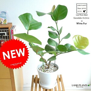 V[O[v F Eh 픫 MTCY @n}xuhE lӂԂǂ@uhE@RbRo@WECE|@CC`R@IICHICO@hV̓@|Cg@ϗtA