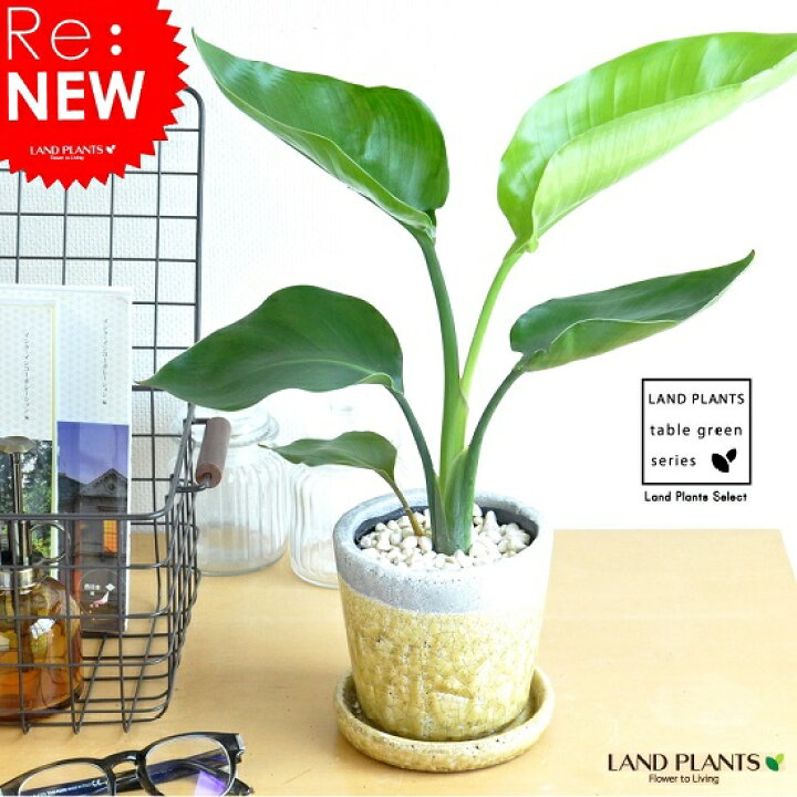 楽天市場 オーガスタ やさしい色あい 陶器鉢 黄色 ストレリチア ニコライ 黄色 天国の白い鳥 風水 ストレチア 敬老の日 ポイント消化 観葉植物 送料無料 Land Plants 楽天市場店