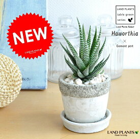 楽天市場 十二の巻 花 ガーデン Diy の通販