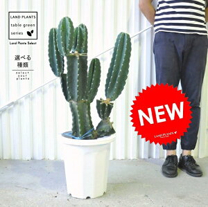 T{e iSʊpFԂԂj 10 vX`bN 1 LJN nVT{e Cereus repandus Peruvian apple