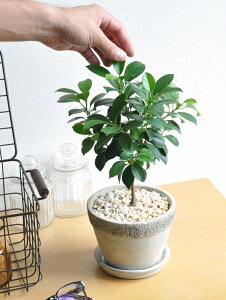 xW~ tBJXiiij Ζ͗l̃Zg|bg MTCY 픫 yF΁EMEĕz gsA[dā@xW~@iixW~i@tBJXii@S@S̖