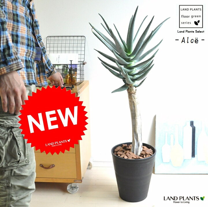 楽天市場 アロエ ディコトマ 10号 黒色 セラアート鉢 アロエの木 観葉植物 鉢植え 敬老の日 ポイント消化 観葉植物 Land Plants 楽天市場店