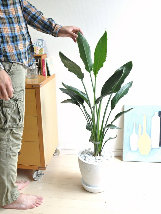 楽天市場 ストレリチア レギネ 極楽鳥花 白色 エッグ型 ラウンド陶器鉢 ストレチアレギネ ゴクラクチョウカ アジアングリーン オーガスタ 敬老の日 ポイント消化 観葉植物 Land Plants 楽天市場店