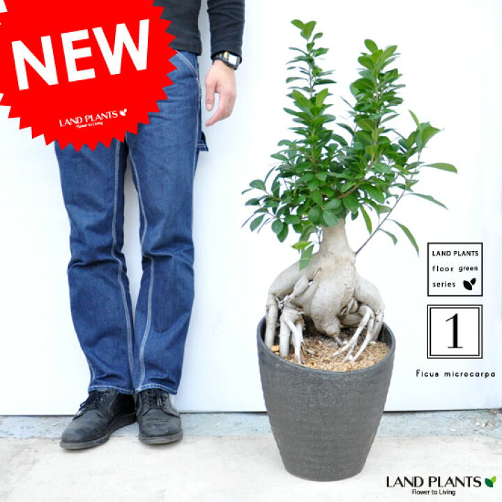 楽天市場 New 限定１点 超特大 ガジュマル 盆栽仕立て 変形陶器鉢に植えた ガジュマルの木 楽ギフ メッセ 楽ギフ メッセ入力 結婚式で両親へのプレゼント 人参 ニンジンガジュマル ガジュマロ カジュマル 敬老の日 ポイント消化 観葉植物 Land Plants 楽天市場店