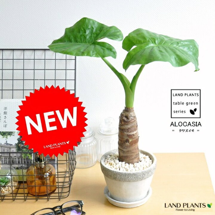 楽天市場 クワズイモ 出世芋 石模様のセメント 陶器鉢 Mサイズ アロカシア オドラ 芋 アローカシア サトイモ 出世芋 アジアングリーン トトロ 傘 食わず芋 クワイズモ 観葉植物 送料無料 Land Plants 楽天市場店