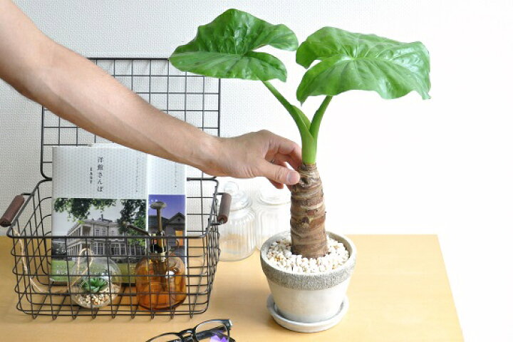 楽天市場】クワズイモ（出世芋） 石模様のセメント 陶器鉢 Mサイズ 