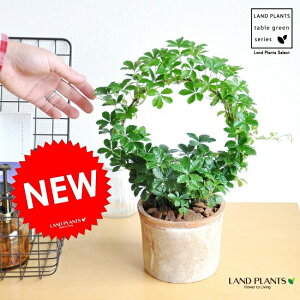 �V���K�[�o�C���i�����O�d���āj�i���F�j���X�|�b�g �V�����_�[�^ �e���R�b�^ MOSS POT�@5���t�̔������A���@�p���e�m�V�b�T�X�@�h�V�̓��@�|�C���g�����@�ϗt�A��