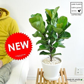 楽天市場 柏餅 葉の通販