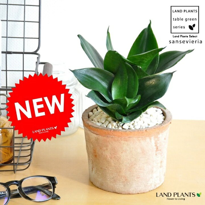 楽天市場 サンスベリア ピュアグリーン 茶色 モスポット シリンダー型 陶器鉢 黄色小石 育て方 サンセベリア 空気清浄 虎の尾 トラの尾 トラノオ 鉢 鉢植え 陶器 素焼 テラコッタ 苗 苗木 Mosspot 茶 ブラウン オレンジ 観葉植物 観葉 Land Plants 楽天市場店