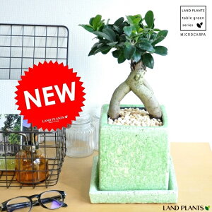NEW!! がじゅまる (グリーン) 貫入カラーポット陶器鉢に植えた 盆栽仕立ての ガジュマルの樹 rara iuvant 【楽ギフ_メッセ】【楽ギフ_メッセ入力】人参 ニンジンガジュマル カジ